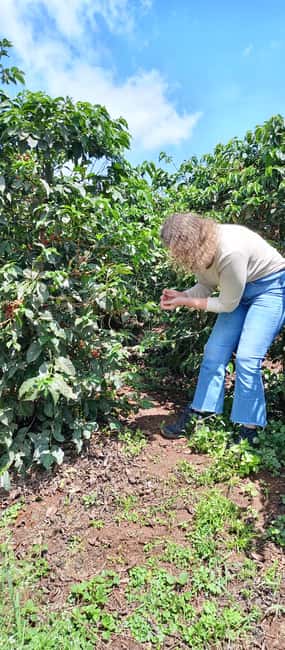 FAIRVIEW COFFEE FARM DAY TOUR - Key points to know before you book
