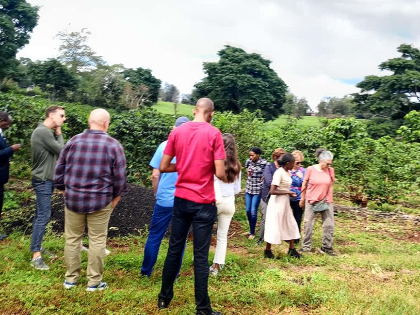 FAIRVIEW COFFEE FARM DAY TOUR - Fairview Coffee Farm, a simple way to meet Kenyan coffee