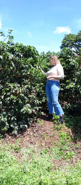 FAIRVIEW COFFEE FARM DAY TOUR - Walking through the coffee estate