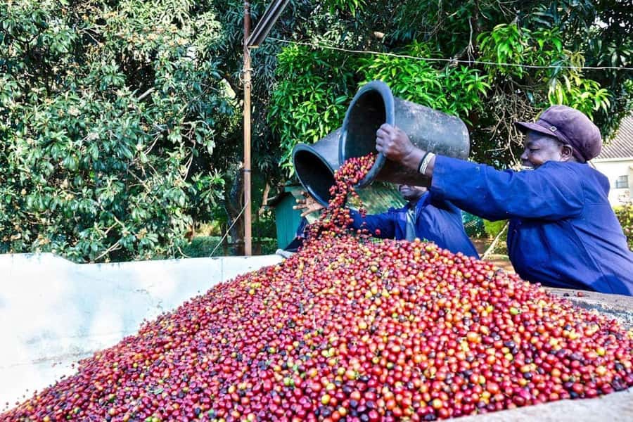 Fairview Coffee Farm Day Tour in Nairobi with Pickup - Why Fairview makes a good Nairobi day trip