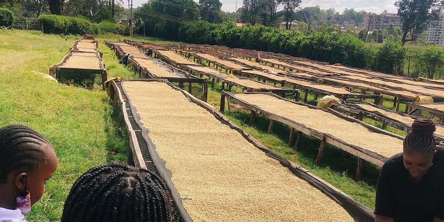 Fairview Coffee Farm Day Tour in Nairobi with Pickup - Roasting, the coffee lab, and the final cup