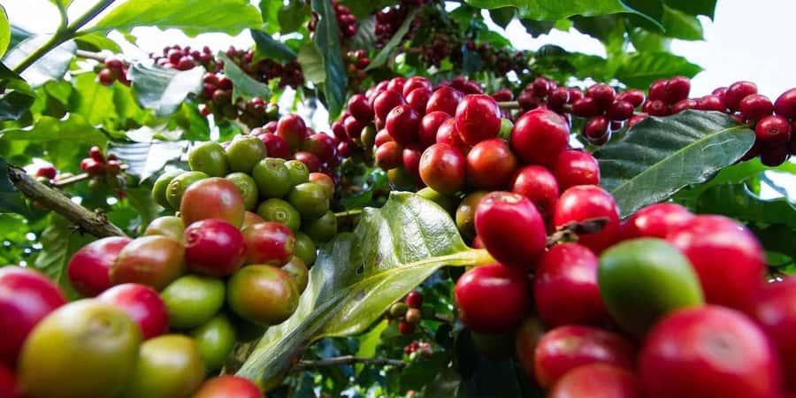 Fairview Coffee Farm Day Tour in Nairobi with Pickup - Walking through nearly 100 acres of coffee