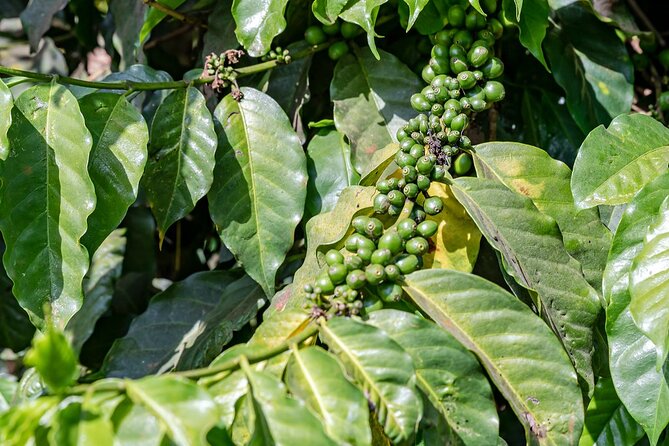 Fairview Estate Coffee Farm Tour With Pick up - From Nairobi to Fairview’s coffee fields