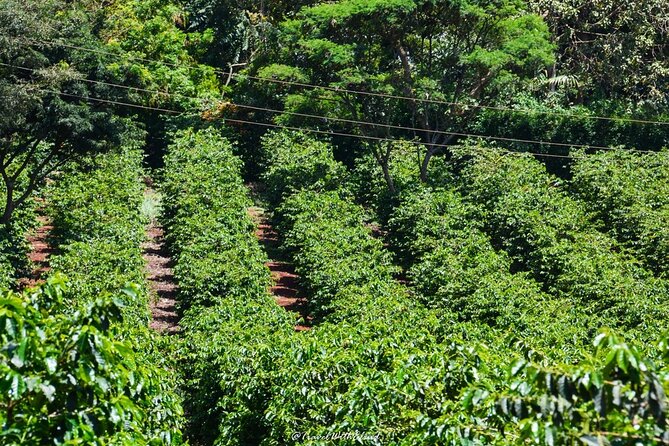 Fairview Estate Coffee Farm Tour With Pick up - Tasting at least two Fairview coffee brands
