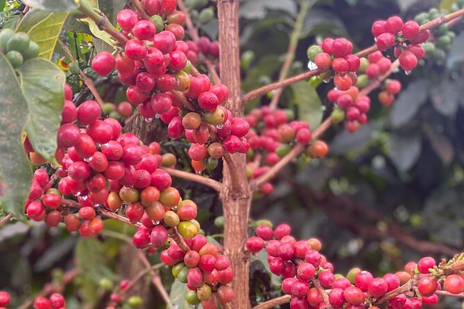 Fairview Estate Coffee Farm Tour With Pick up - What the guide adds to the visit