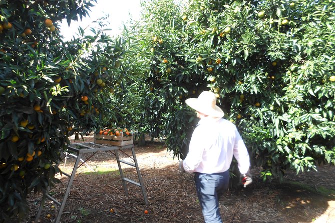 Family Mandarin Farming Tour with Traditional Cooking Lunch - What to bring and how to plan the day