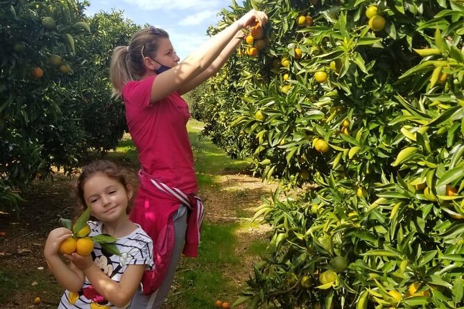 Family Mandarin Farming Tour with Traditional Cooking Lunch - The best reasons to book, and the reasons to pause