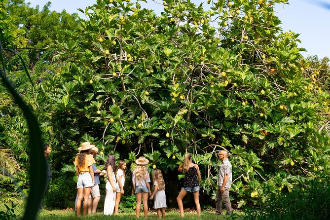 Farm and Food Experience in Kilauea - What regenerative agriculture adds to the visit