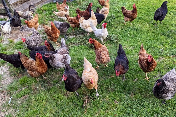 Farm Experience with Ponies, Bunnies, Chickens and Goats - Meeting the horses at a working therapy ranch