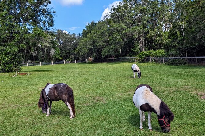 Farm Experience with Ponies, Bunnies, Chickens and Goats - The hand-led ride for ages 24 months through 21 years