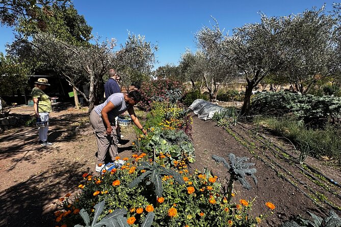 Farm to Table Cooking Experience in San Miguel - What the $250 Price Means