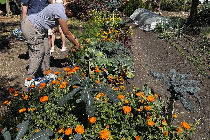 Farm to Table Cooking Experience in San Miguel - Should You Book This Farm-to-Table Experience?