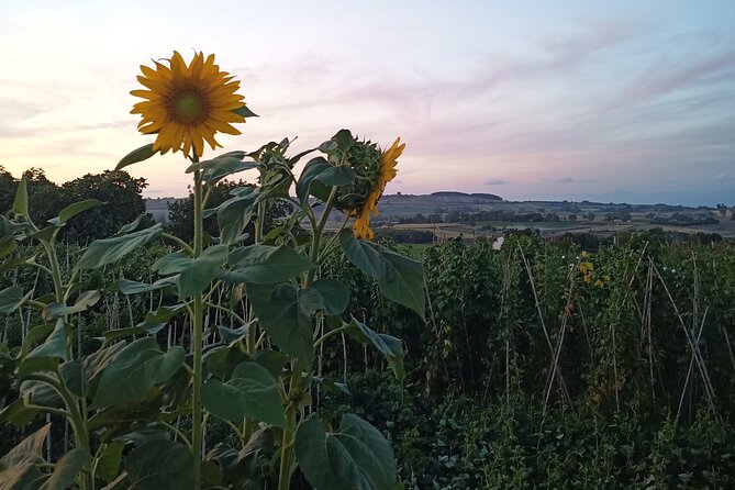 Farm-to-table Food Experience - From ricotta to cannoli