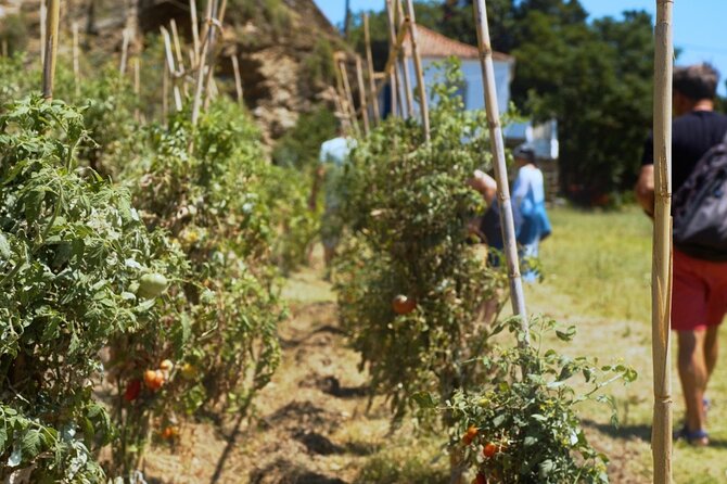 Farm to Table - Local Cooking Experience - Key points at a glance