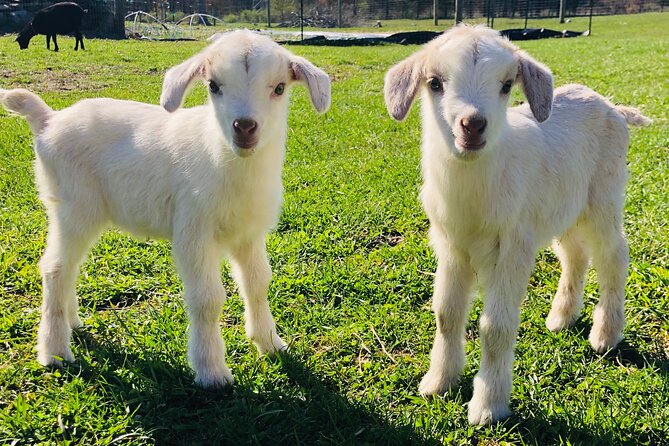 Farm Tour at Clover Brooke Llama/Alpaca/Goat Farm - A One-Hour Introduction to Clover Brooke’s Animals