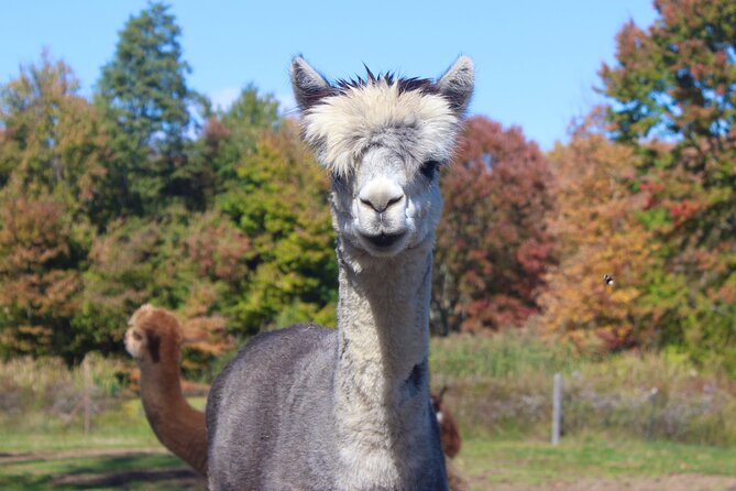 Farm Tour at Clover Brooke Llama/Alpaca/Goat Farm - Meeting Llamas, Alpacas, Sheep, and Goats