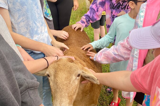 Farm Tour at Clover Brooke Llama/Alpaca/Goat Farm - Weather, Comfort, and Timing
