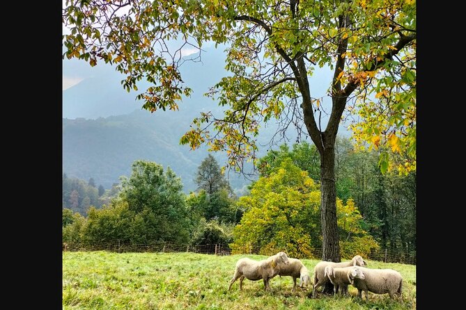 Farm Tour & Cooking Class: Discover the Flavors of Lake Como - Why the regional tasting adds real value