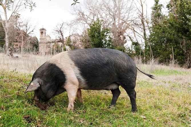 Farm Tour: the Cinta Senese Tuscan pig - Key points to know before you book