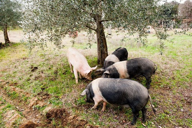 Farm Tour: the Cinta Senese Tuscan pig - A walk through vineyards, olive trees, and mud