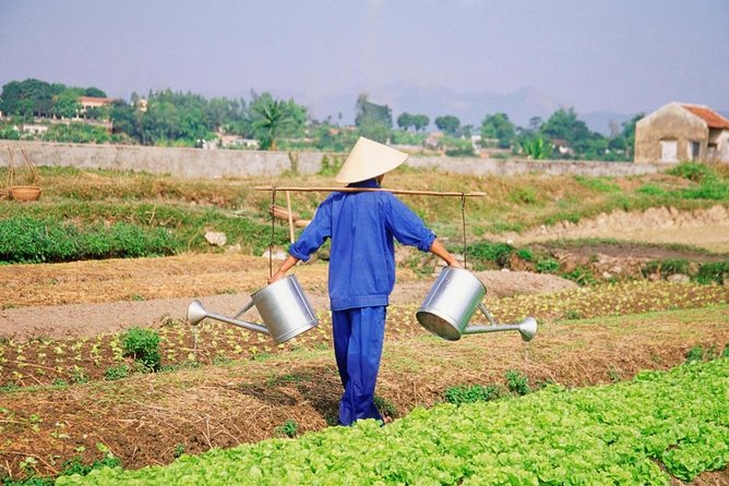Farming & Cooking Class in Hoi An - Small Group Tour - From Hoi An market to a Tra Que farm kitchen