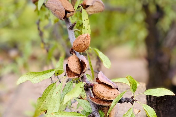 Food Experience at our Farm in Noto Hills - Key points to know before booking