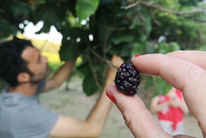 Food Experience at our Farm in Noto Hills - Timing, confirmation, and cancellation