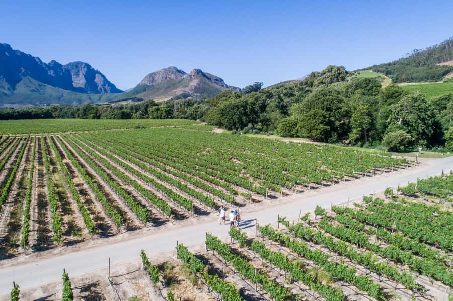 Franschhoek: An enchanting storytelling walk to 3 wine farms - The stories behind Franschhoek’s wine country