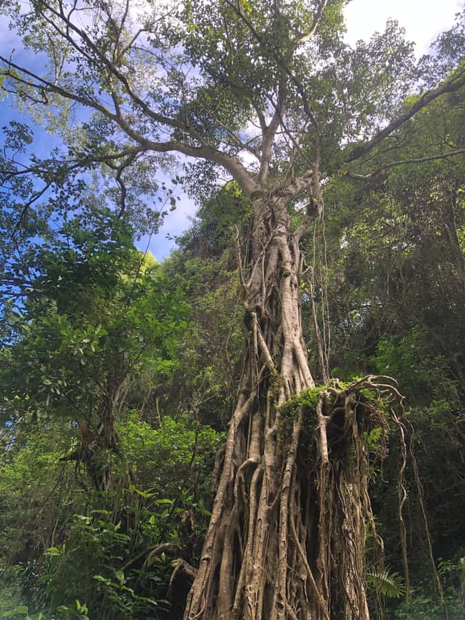 From Arusha: Coffee Farm and Mangalia Waterfalls Tour - FAQ