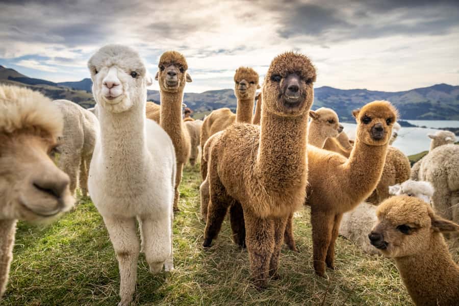 From Baku: Shamakhi City and Alpaca Farm Tour - Why this Baku day trip works