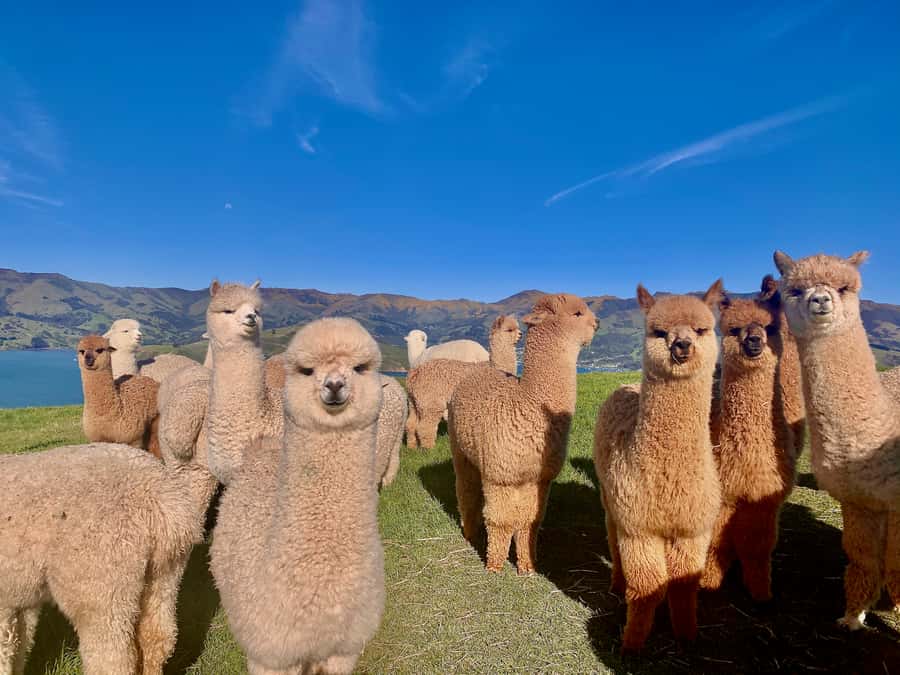 From Baku: Shamakhi City and Alpaca Farm Tour - FAQ