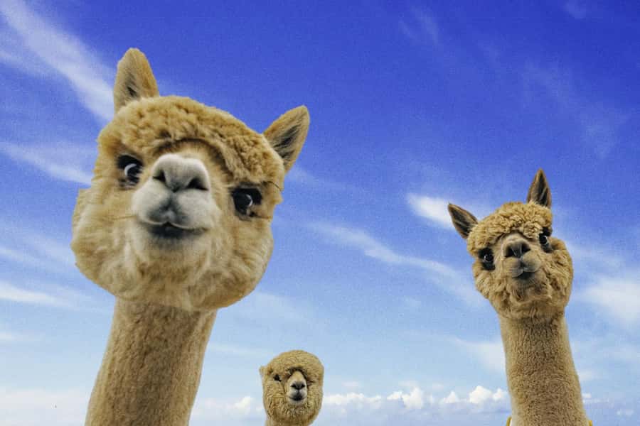 From Baku: Shamakhi City and Alpaca Farm Tour - The Diribaba Mausoleum and its quiet setting