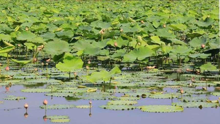 From Bangkok: Mahasawat Canal and farm with Lunch - The practical details that affect your day