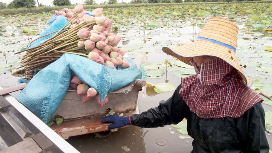 From Bangkok: Mahasawat Canal and farm with Lunch - A long-tail boat ride beneath the fishing nets