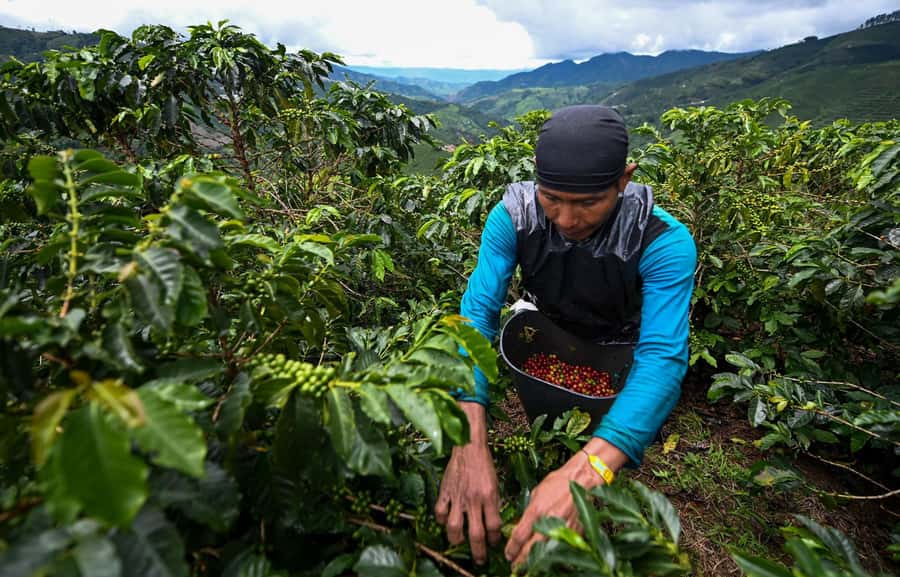 From Bogota: 5 hour guided coffe farm tour - All included - Leaving Bogotá for the coffee hills