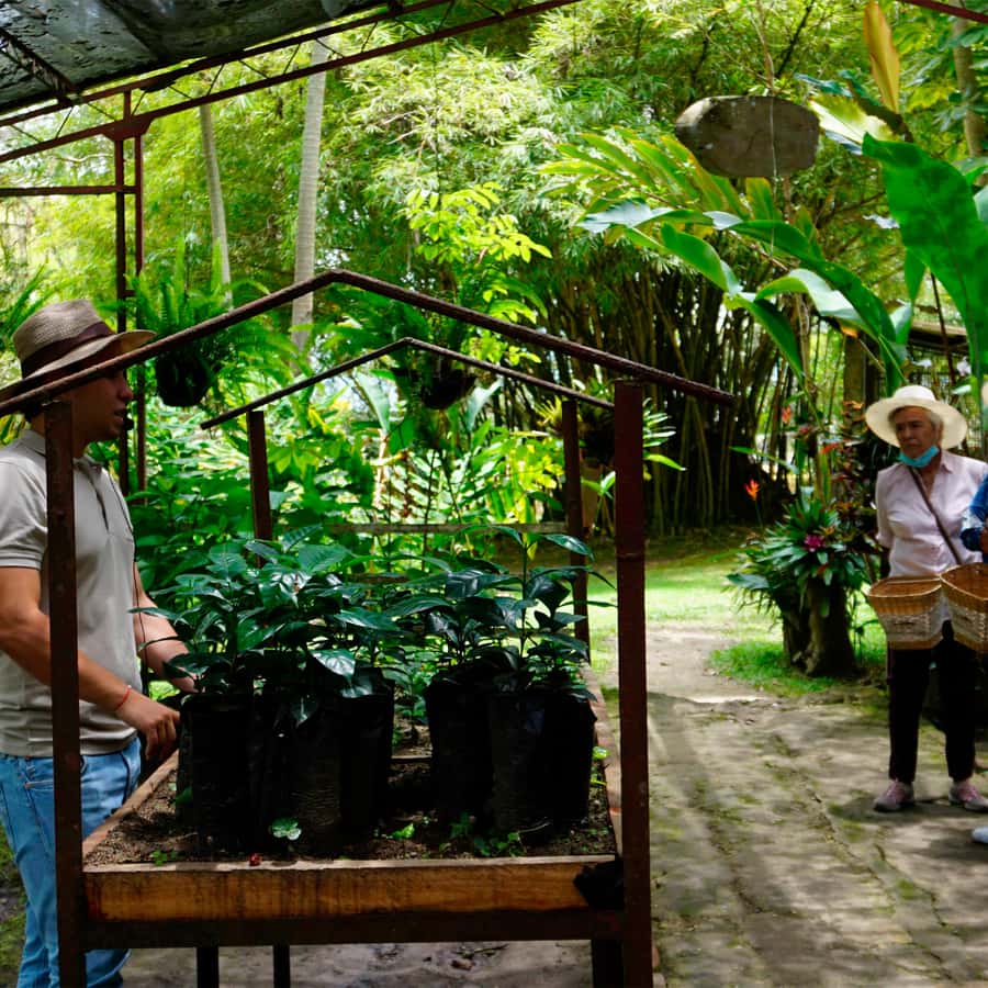 From Bogotá: Coffee Farm and Tequendama Falls Tour - From coffee fruit to the final cup