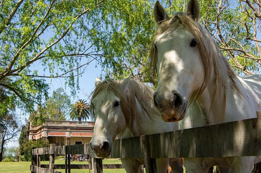 From Buenos Aires: Gaucho and Ranch Day Tour - Who should book this day trip?