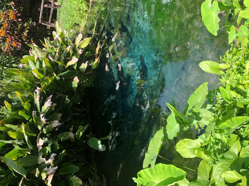 From Chiang Mai: Temples, Sticky Waterfall, and Orchid Farm - Bua Tong Sticky Waterfall: the day’s best hands-on stop