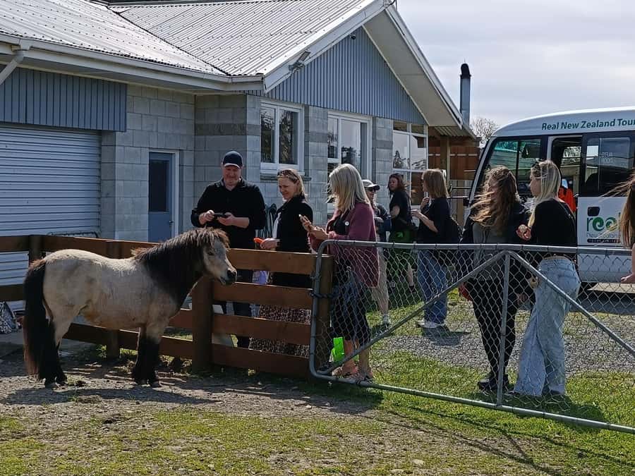 From Christchurch: Sheep Farm Experience with Lunch & Winery - Why Glenafric feels different from a farm attraction