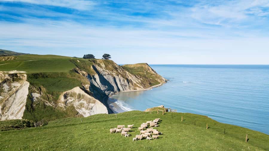From Christchurch: Sheep Farm Experience with Lunch & Winery - Lunch at Louise’s Lookout