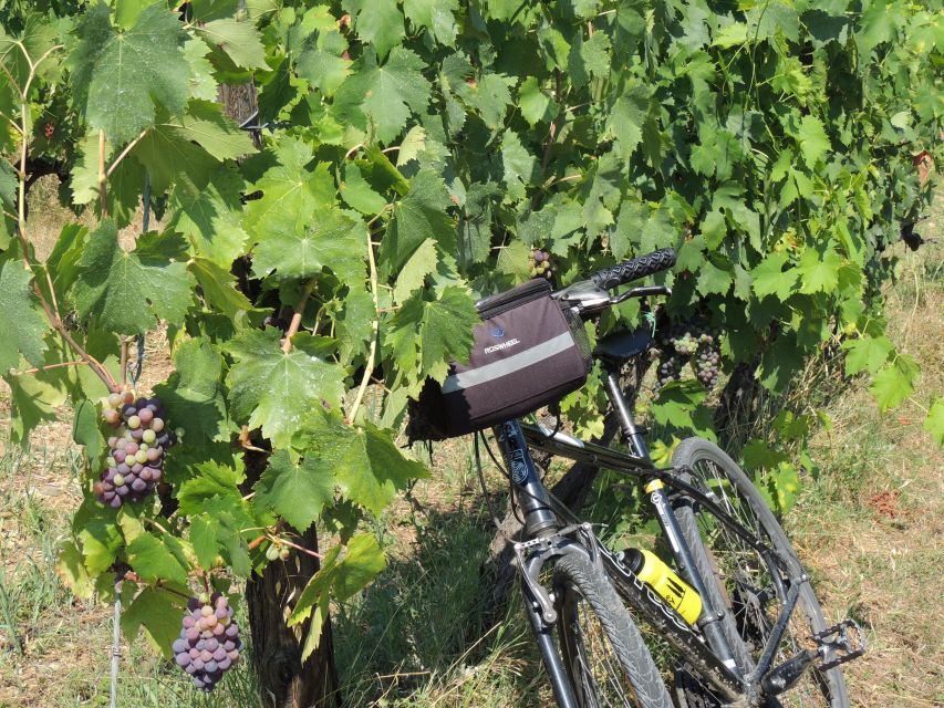 From Florence: Tuscan Hills Biking with Farm Tour and Lunch - Is this Tuscan bike tour worth booking?