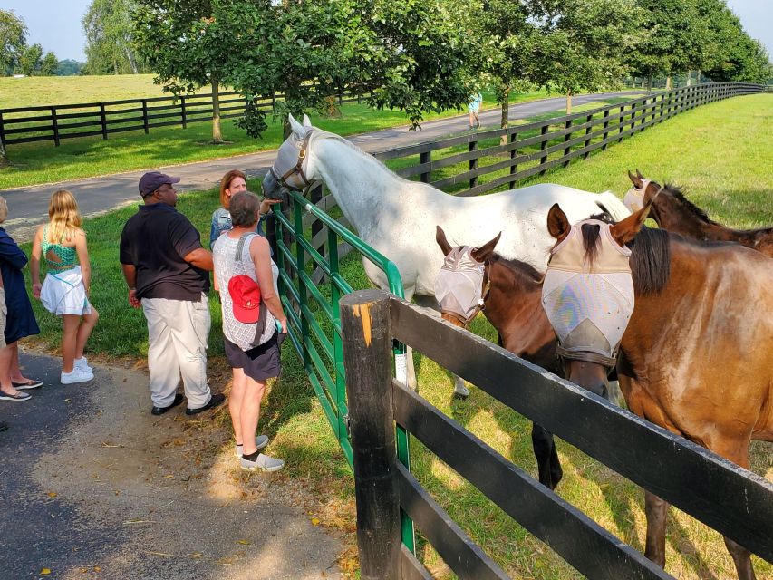 From Lexington: Kentucky Horse Farms Tour - Feeding peppermints and meeting the horses