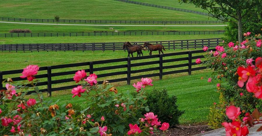 From Lexington: Kentucky Horse Farms Tour - Family appeal, weather, and the pace of the visit