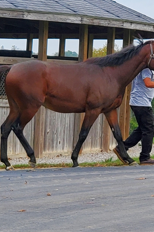 From Lexington: Kentucky Horse Farms Tour - Is $59 a good value?