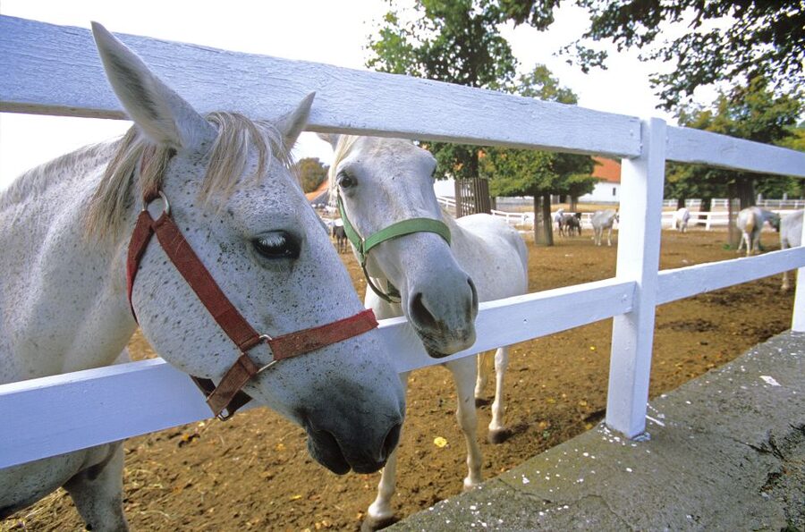 From Ljubljana: Lipica Stud Farm and Piran Full-Day Tour - The morning ride from central Ljubljana