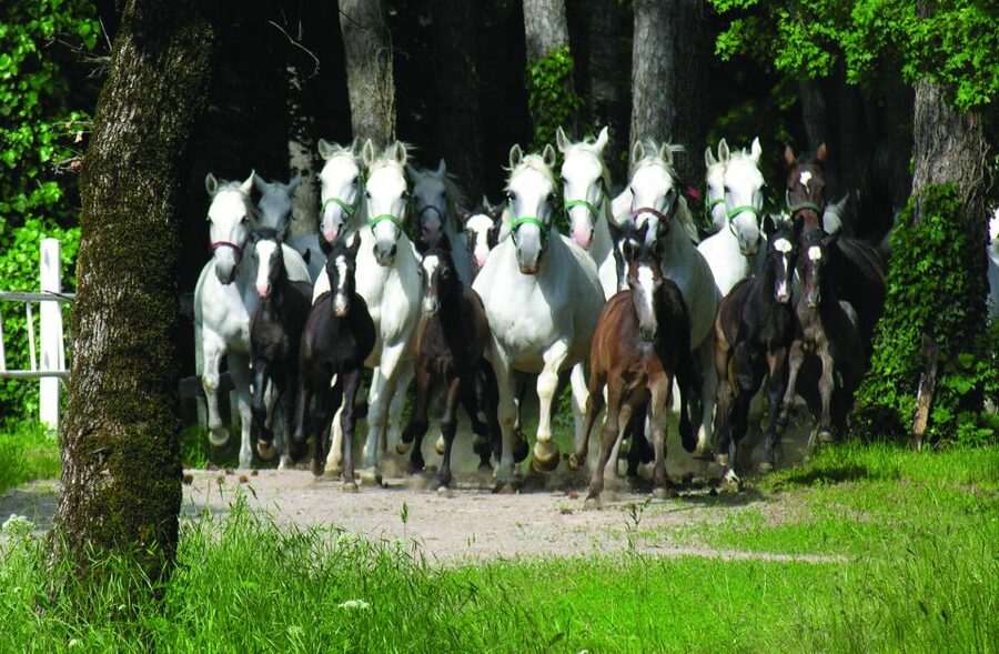 From Ljubljana: Lipica Stud Farm and Piran Full-Day Tour - The real cost and value
