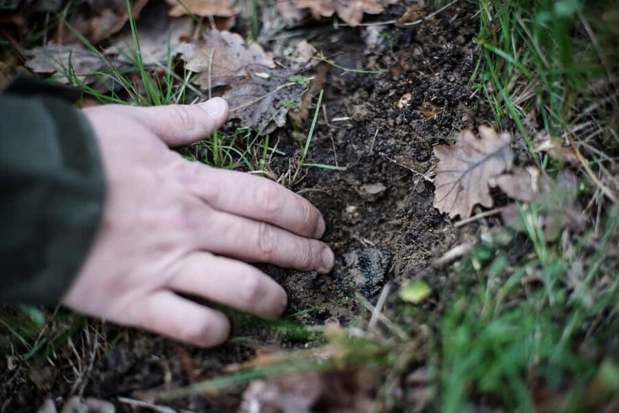 From location: Truffle farm visit, culinary workshop, meal - A 45-Minute Walk Through Truffle Country