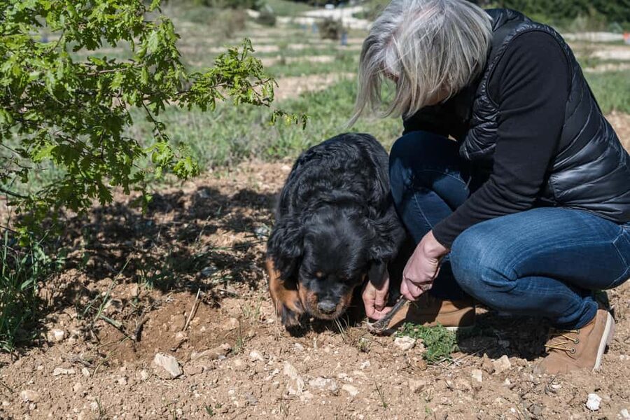 From location: Truffle farm visit, culinary workshop, meal - Practical Tips for a Smooth Visit