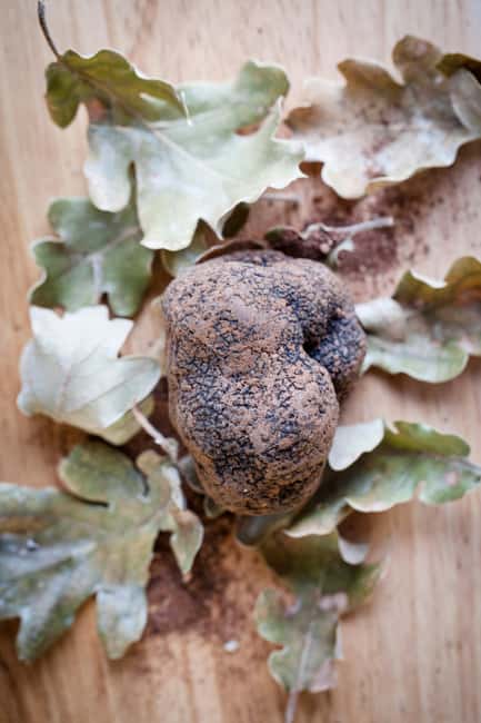 From location: Truffle farm visit, culinary workshop, meal - Should You Book the Maison de Garniac Truffle Visit?