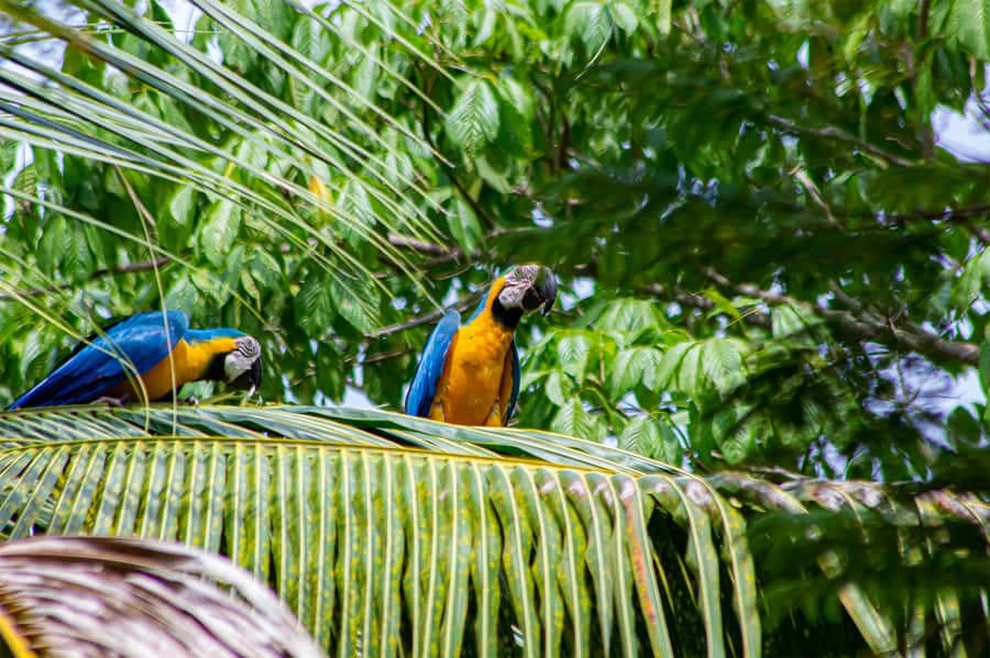 From Medellin; (All-In) The Real Horseback Ranch Experience - Key points to know before you book